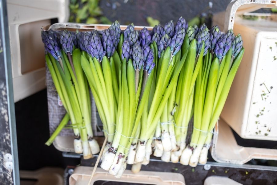 Never cut a Hyacinth Flower Factoid